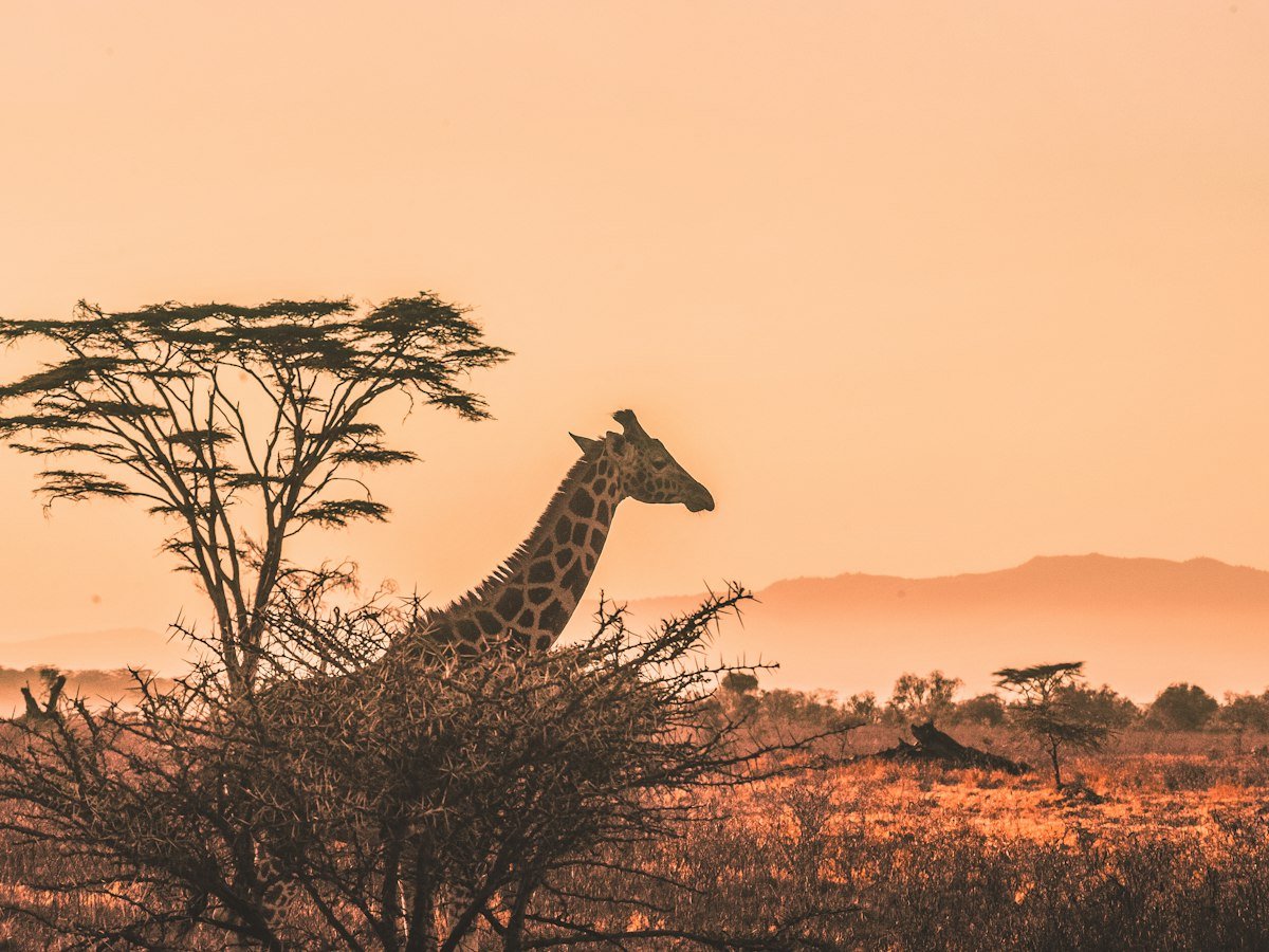 Flights to Nairobi, Kenya